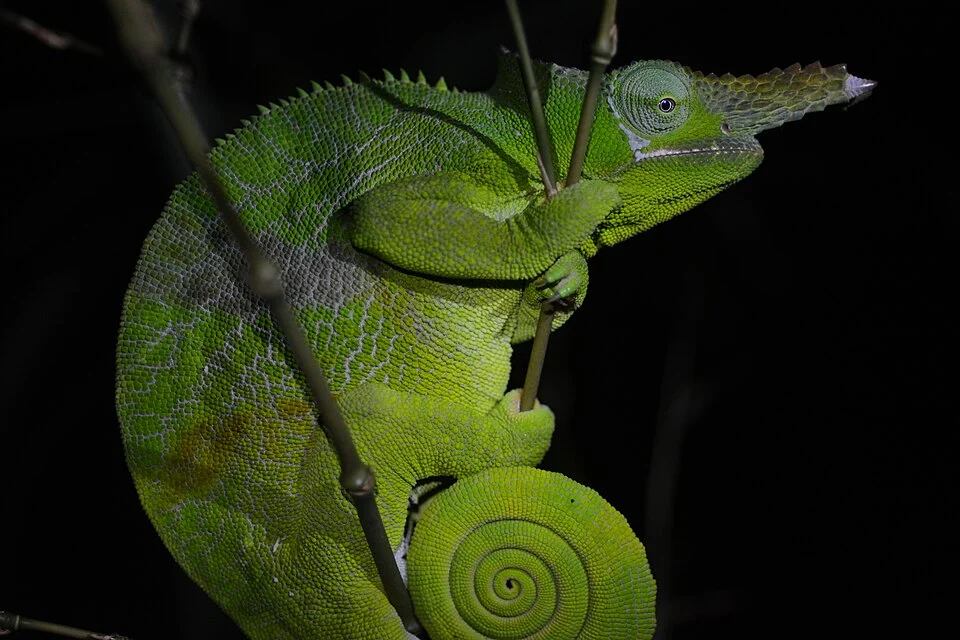 Matschie’s two-horned chamaeleon (Kinyongia matschiei)