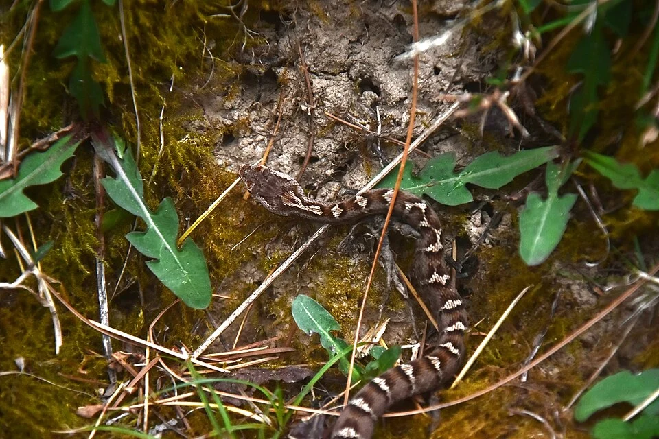 Himalayan Pitviper (Gloydius himalayanus)