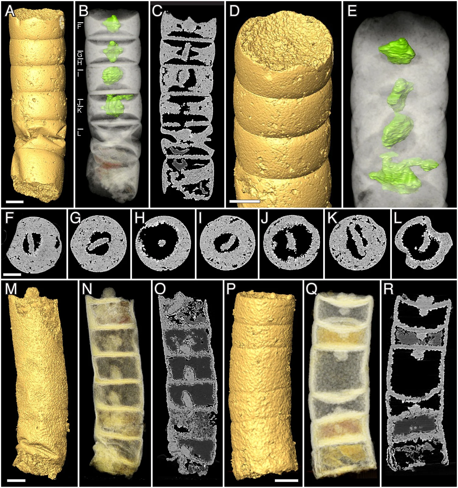 Synchrotron tomographic renderings and sections of Rafatazmia chitrakootensis fossils, including holotype NRM X4258