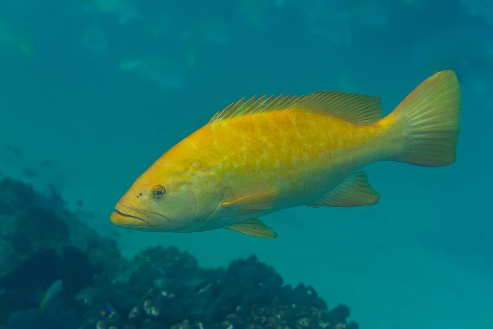 Leopard grouper (Mycteroperca rosacea), Cabo Pulmo, Baja California, Mexico