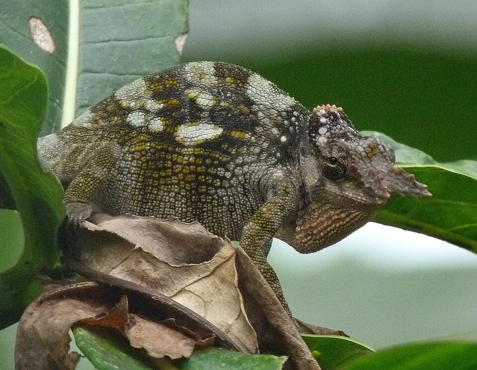 Kilimanjaro two-horned chamaeleon (Kinyongia tavetana)