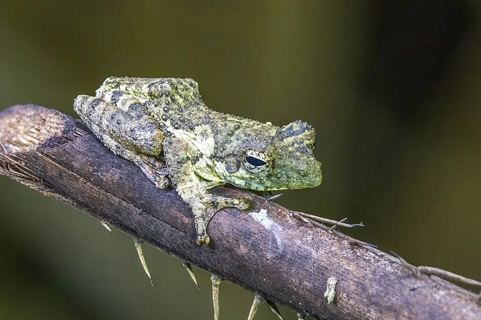 African foam nest tree frog (Chiromantis rufescens), Ankasa Forest Reserve, Western Region, Ghana