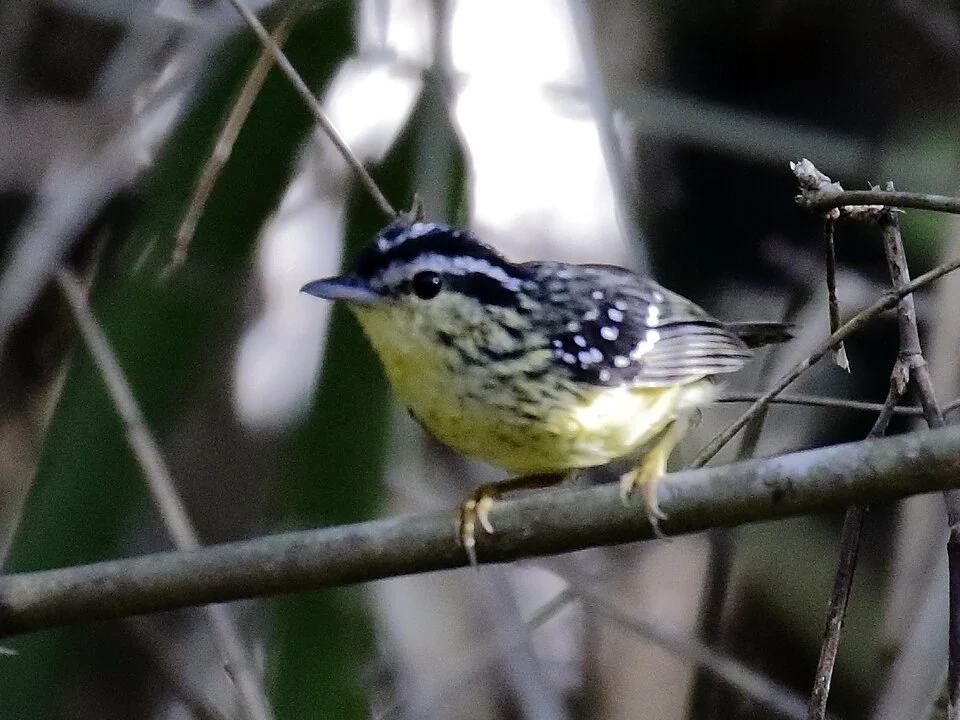 Yellow-breasted Warbling-Antbird at Rio Branco, Acre, Brazil