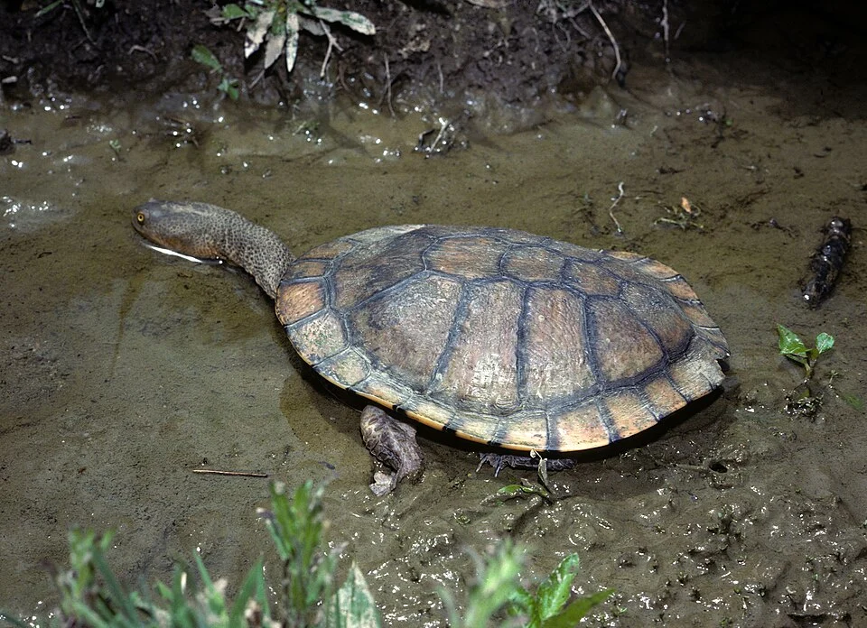 Eastern Snake-necked Turtle (Chelodina longicollis)
