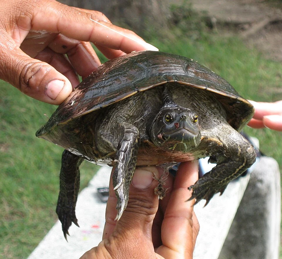Trachemys stejnegeri à la réserve naturelle de Terre de base aux Saintes en Guadeloupe