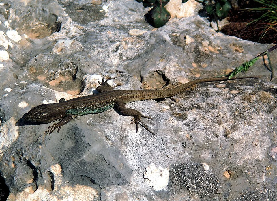 Podarcis peloponnesiacus male