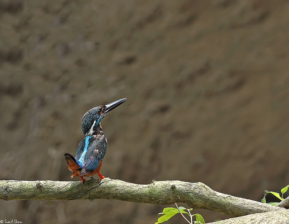 Blyth's Kingfisher is the rarest kingfisher found in the North-eastern part of India. I captured this guy in Pakke Tiger Reserve in Arunachal Pradesh