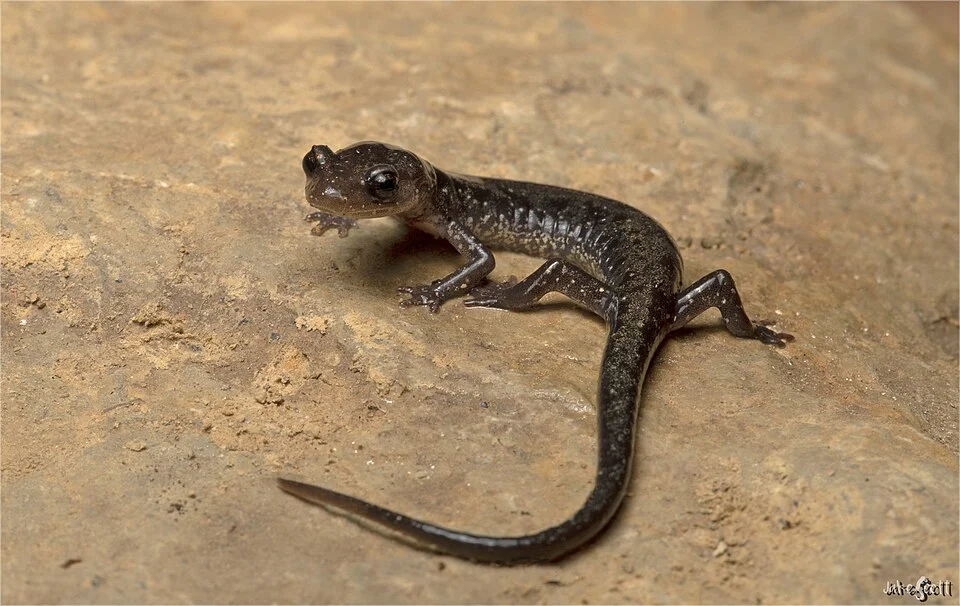 Dixie Caverns Salamander (Plethodon dixi) - Jake Scott