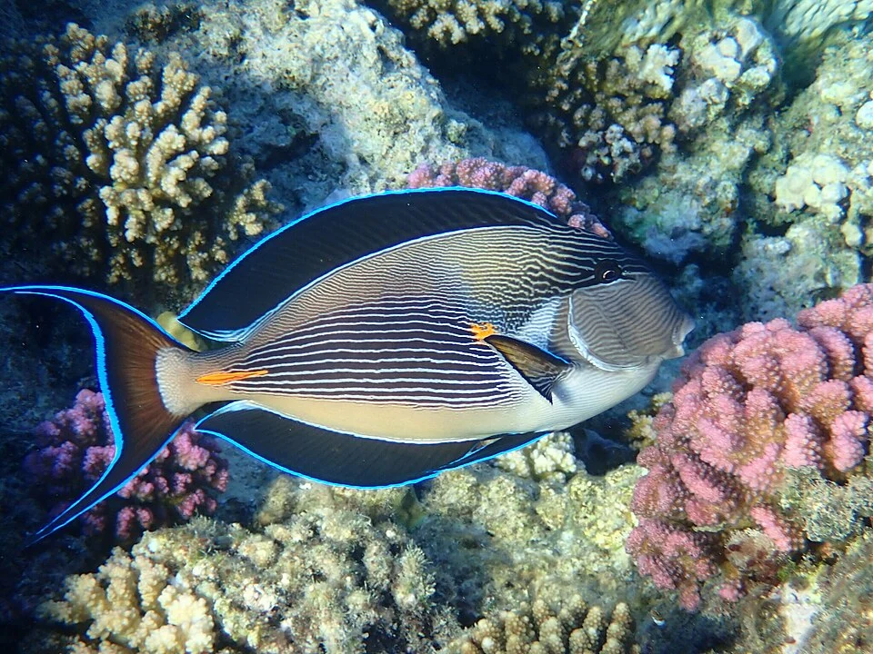 Sohal Surgeonfish (Acanthurus sohal)