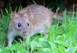 A brown rat (Rattus norvegicus) making a break from cover to grab some food. Taken within Durham Botanic Gardens.