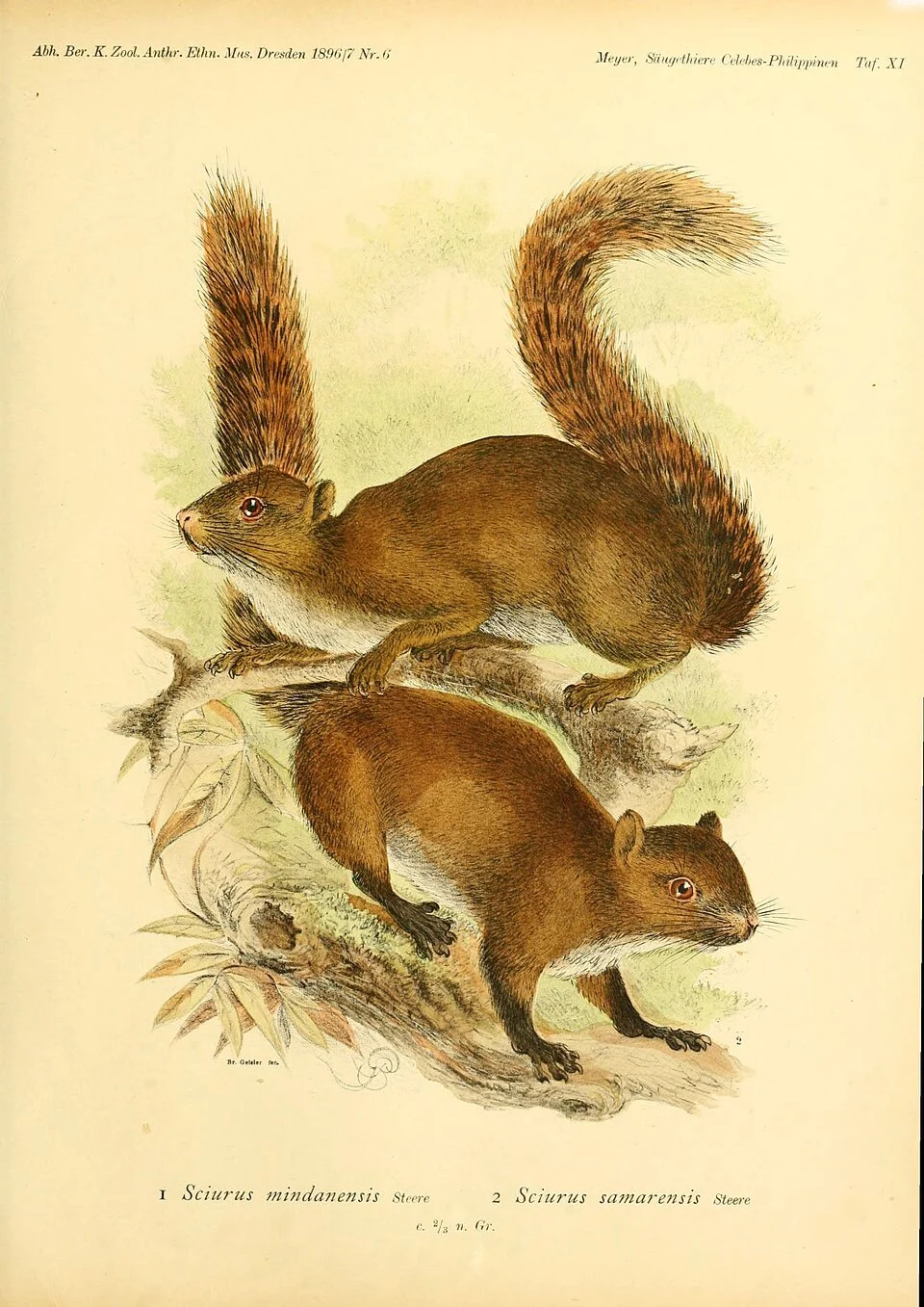 Äbh. Ber. K. Zool. Anthr. Ethn. Mns. Dn-sden 189HI7 Nr. (! 
Mei/ei; Säiif/rtliierr Celrbes-Philippmen Tu f. XI 
I Sciurus inindanensis st,vre 2 Sc/urus samat^ensis steere 

c. y, n. Gr.