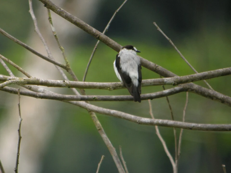 Torrent Robin (Monachella muelleriana) Papua New Guinea