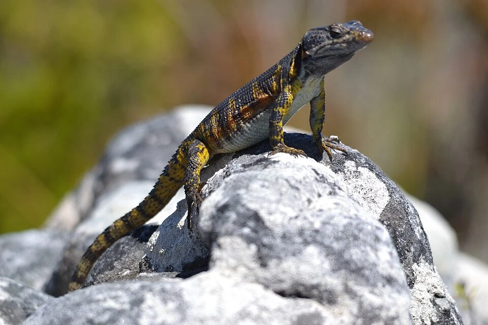 Cape crag lizard (P. microlepidotus) at Table Mountain (Nature Reserve), Cape Town, South Africa