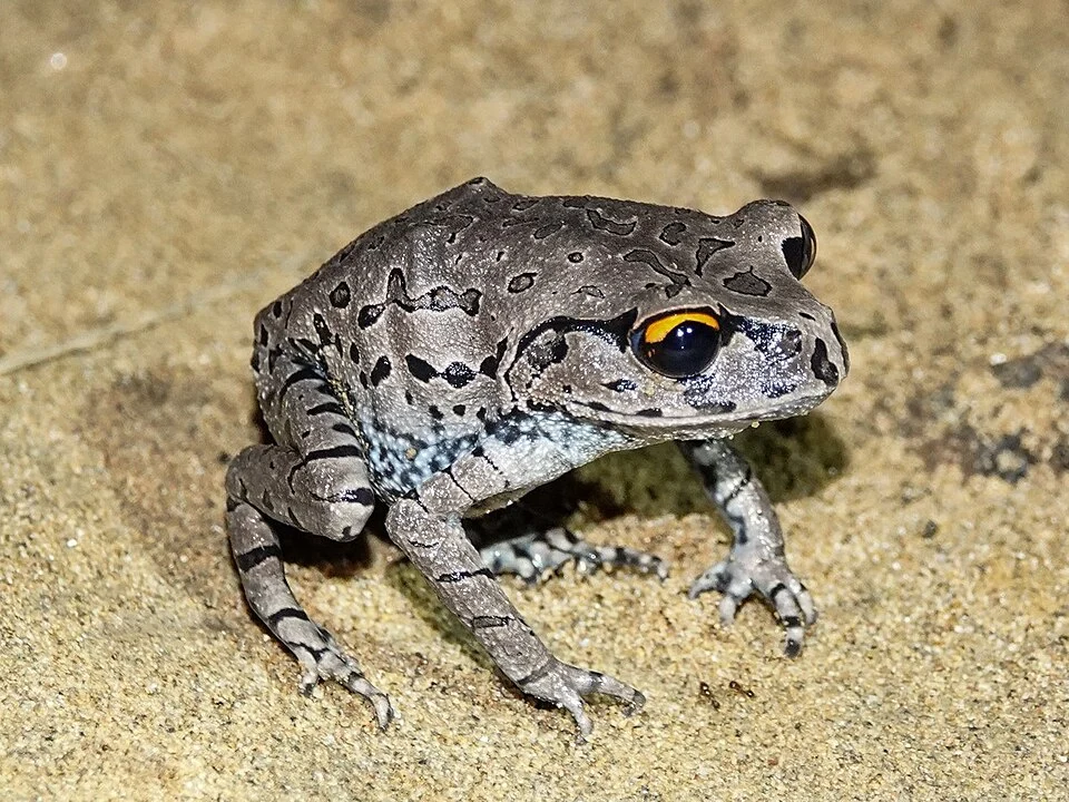 Leptobrachium rakhinense. Species of amphibian.