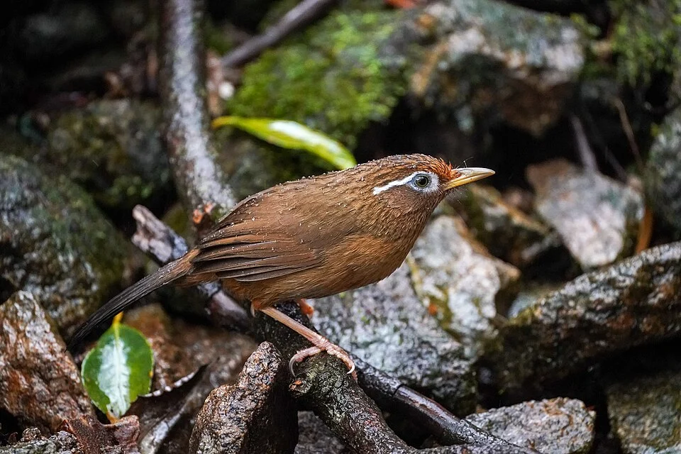 Chinese Huamei (Garrulax canorus), photographed in Mount Sanqing, Shangrao, Jiangxi, China.