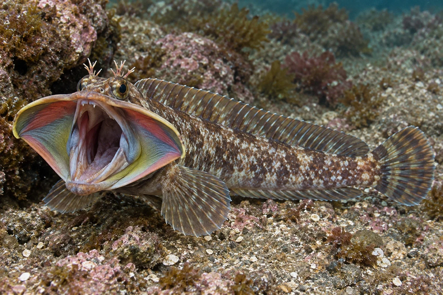 Modern AI interpretation of fringehead mouth display.