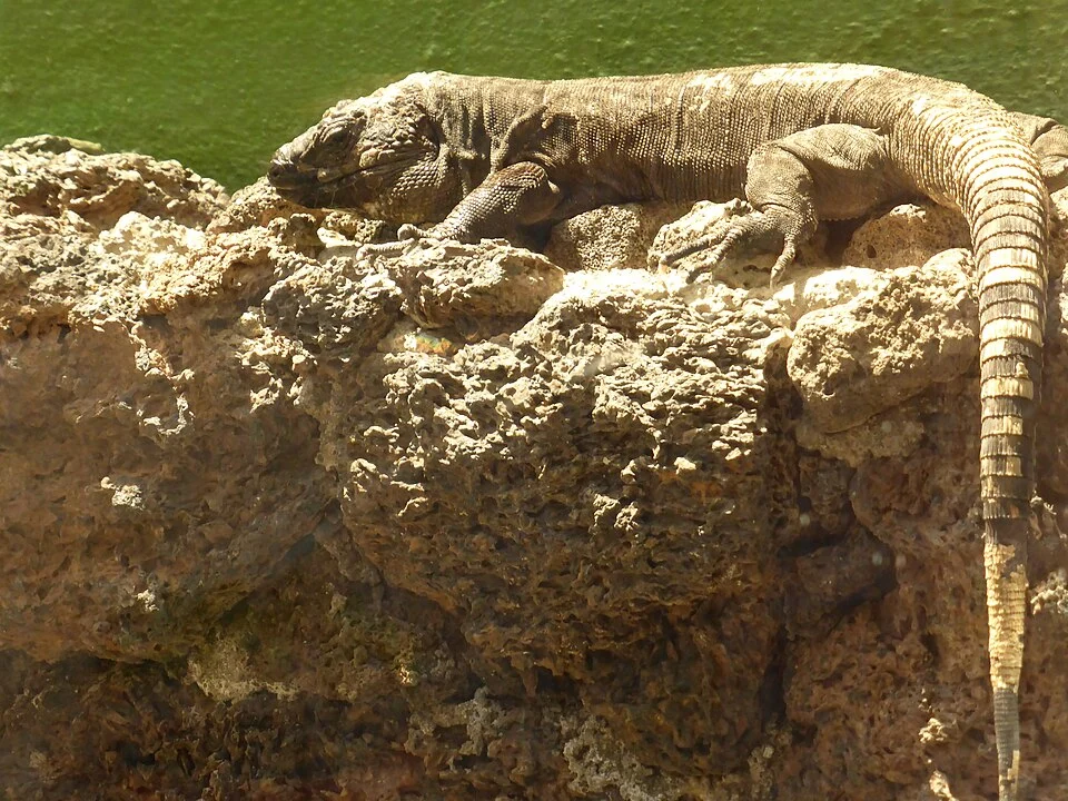 El lagarto Gigante de El Hierro (Gallotia Simonyi, subespecie Machadoi) es endémico de esta isla canaria. Es una especie en peligro de extinción. El Lagartario es un centro de recuperación, donde se han criado más de 300 lagartos. Algunos han sido soltados en el Roque Chico de Salmor.