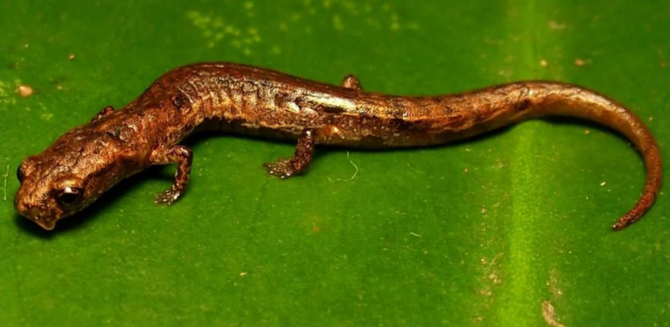 P. townsendi male