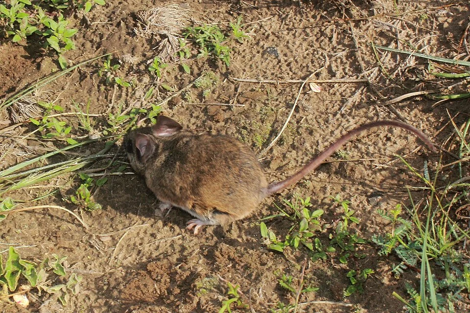 Perote Mouse (Peromyscus bullatus)