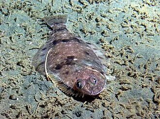 Dover sole (Microstomus pacificus) observed off Pt Pinos during a sanctuary seafloor monitoring survey using the Delta submersible.