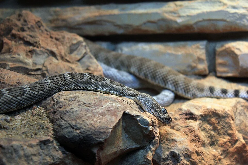 ; Pictures of fine cold-blooded animals
Santa Catalina Rattlesnake (Crotalus catalinensis)