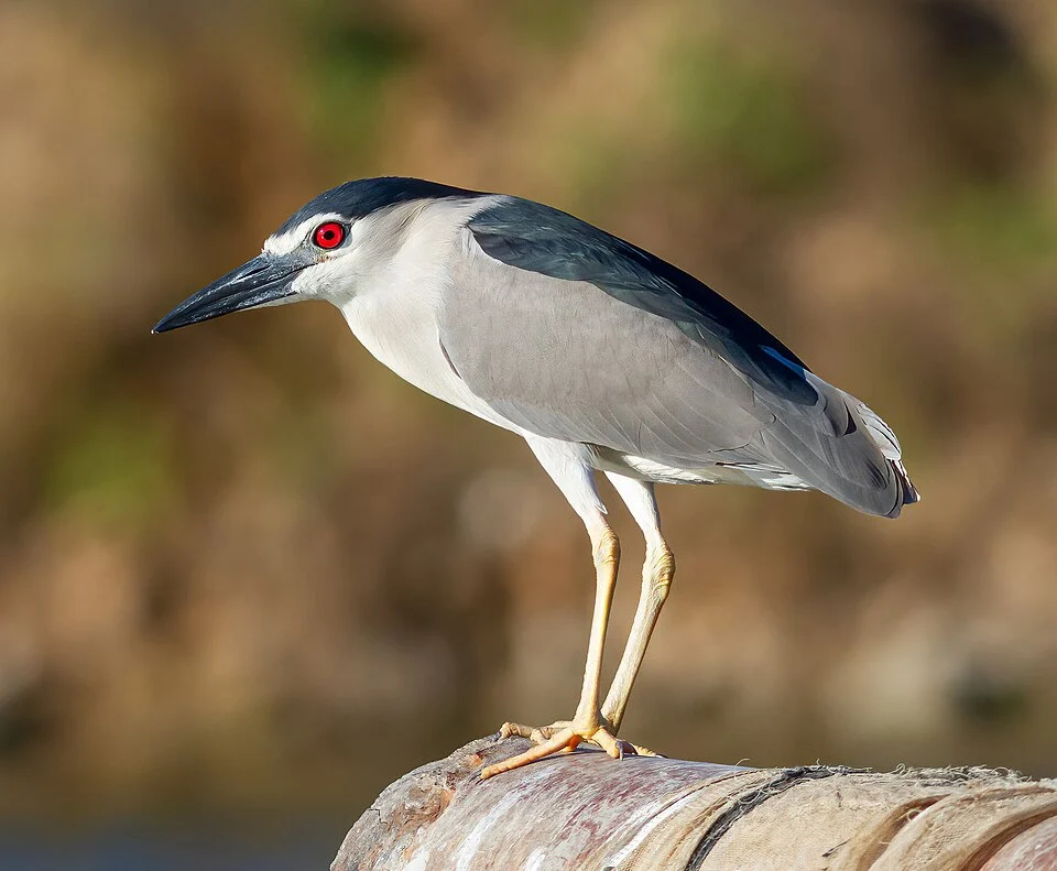 Black-crowned Night Heron (Nycticorax nycticorax) in Israel