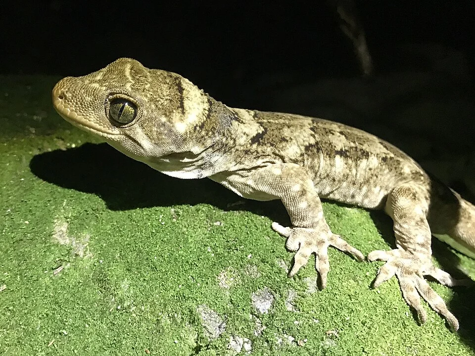 Tohu gecko (Hoplodactylus tohu) on Mana Island, New Zealand; they were translocated there from North Brother Island in 1998.
