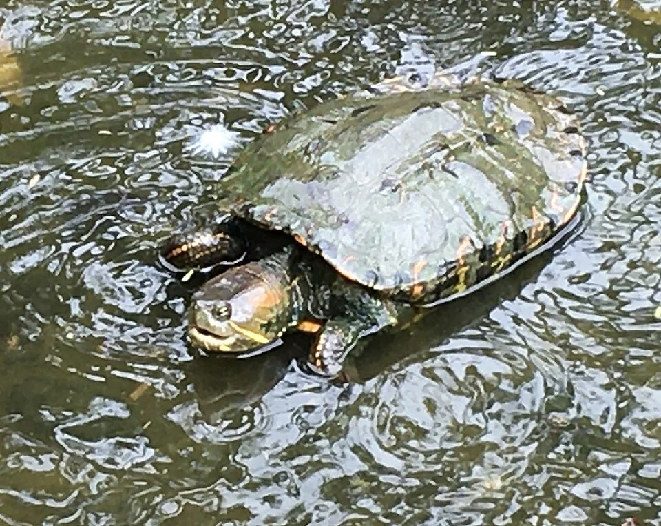 Hicotea (Trachemys callirostris). Species of turtle.