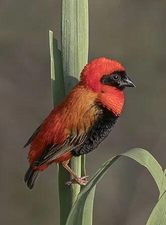 Southern red bishop (Euplectes orix), Zambezi River, Zimbabwe