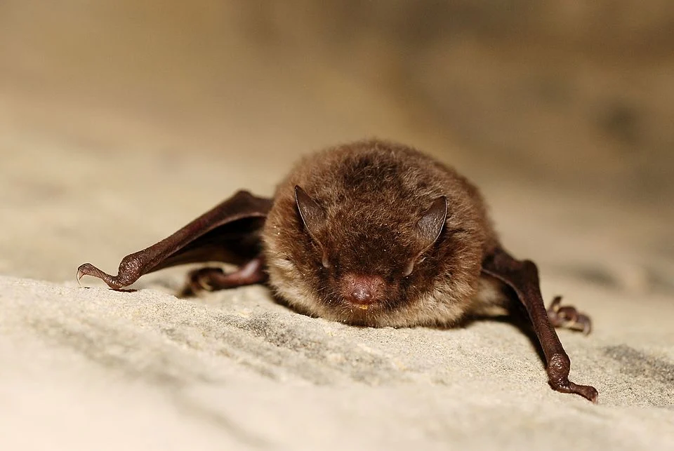 Myotis daubentoni - bat - chiroptera