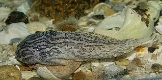 common seasnail (Liparis liparis)