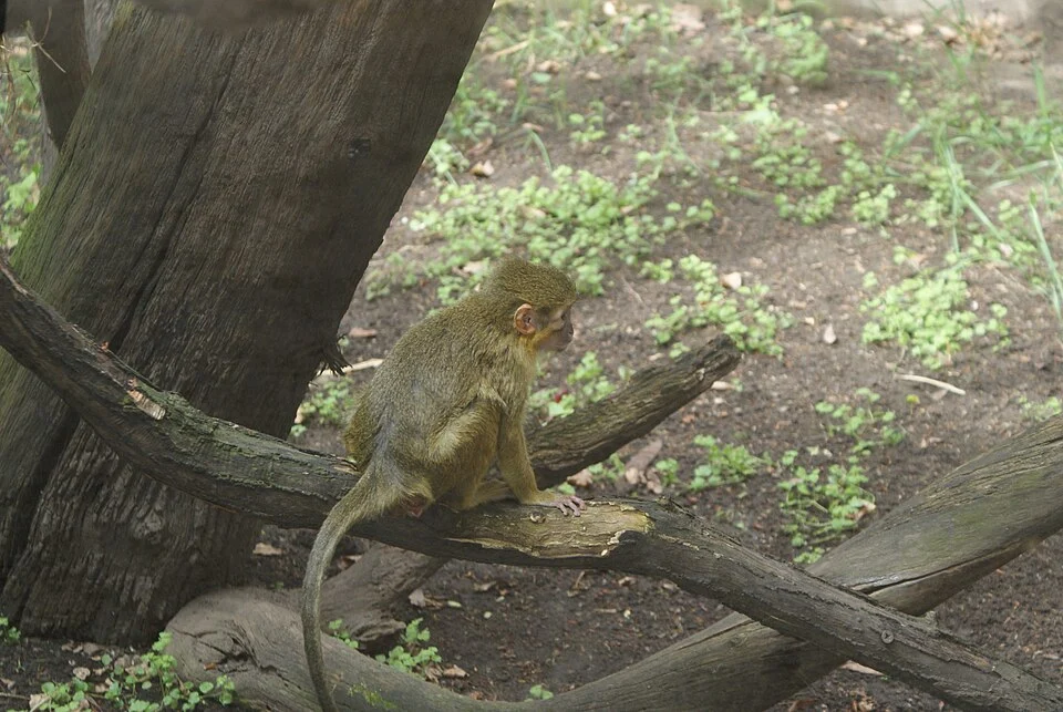 Miopithecus ogouensis in Prague Zoo