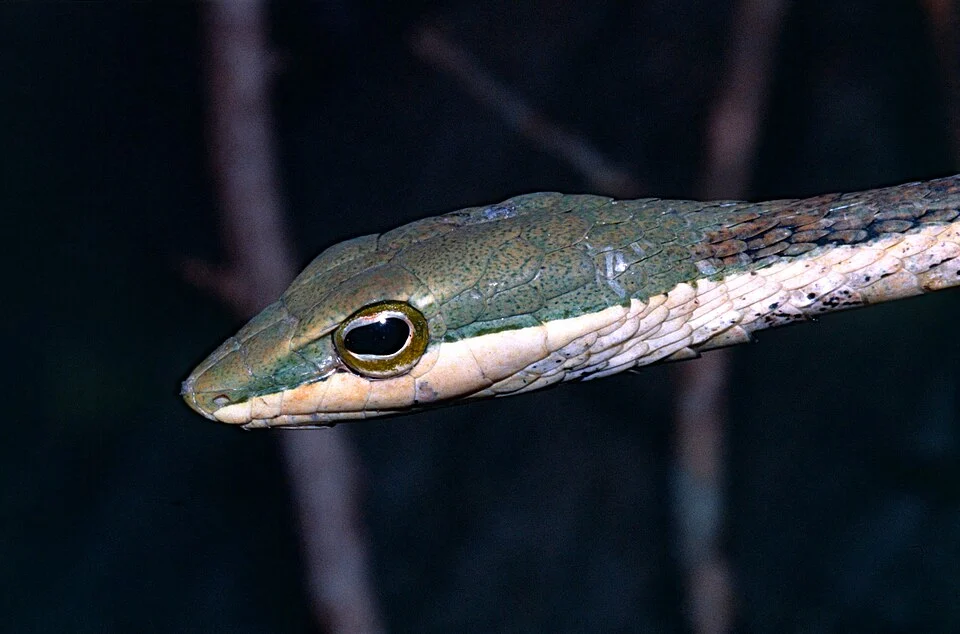 Snake Park, Watamu, KENYA

Scanned Slide from 2002