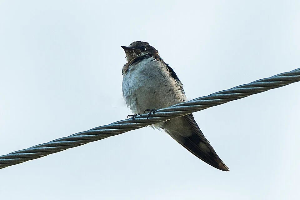 An Ethiopian Swallow (Hirundo aethiopica) in the Kakum National Park (Ghana)
