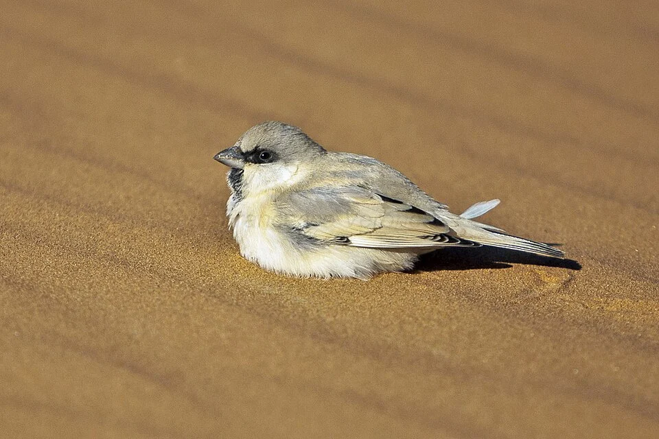 Desert Sparrow - Merzouga - Morocco_07_7156