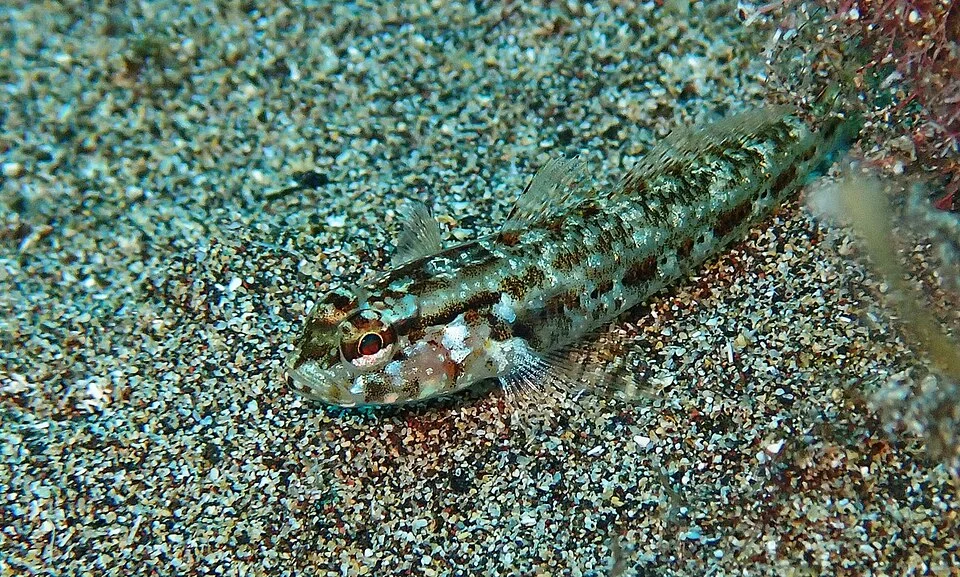 Steven's Goby (Gobius gasteveni) in Spain