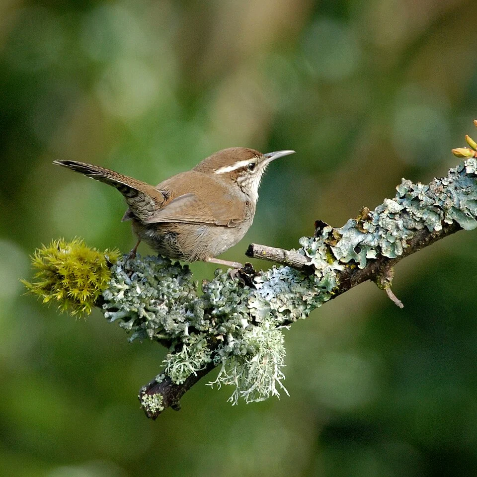 Bewick's Wren Thryomanes bewickii calophonus, Gatewood, Seattle, Washington, USA.
