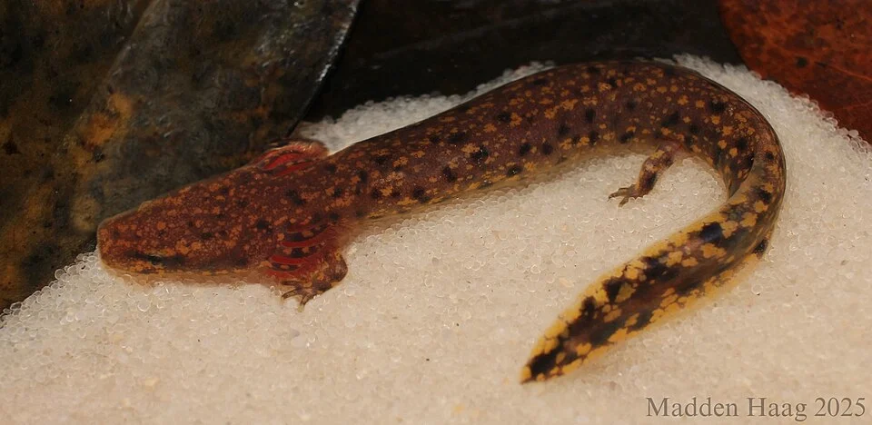 Necturus beyeri