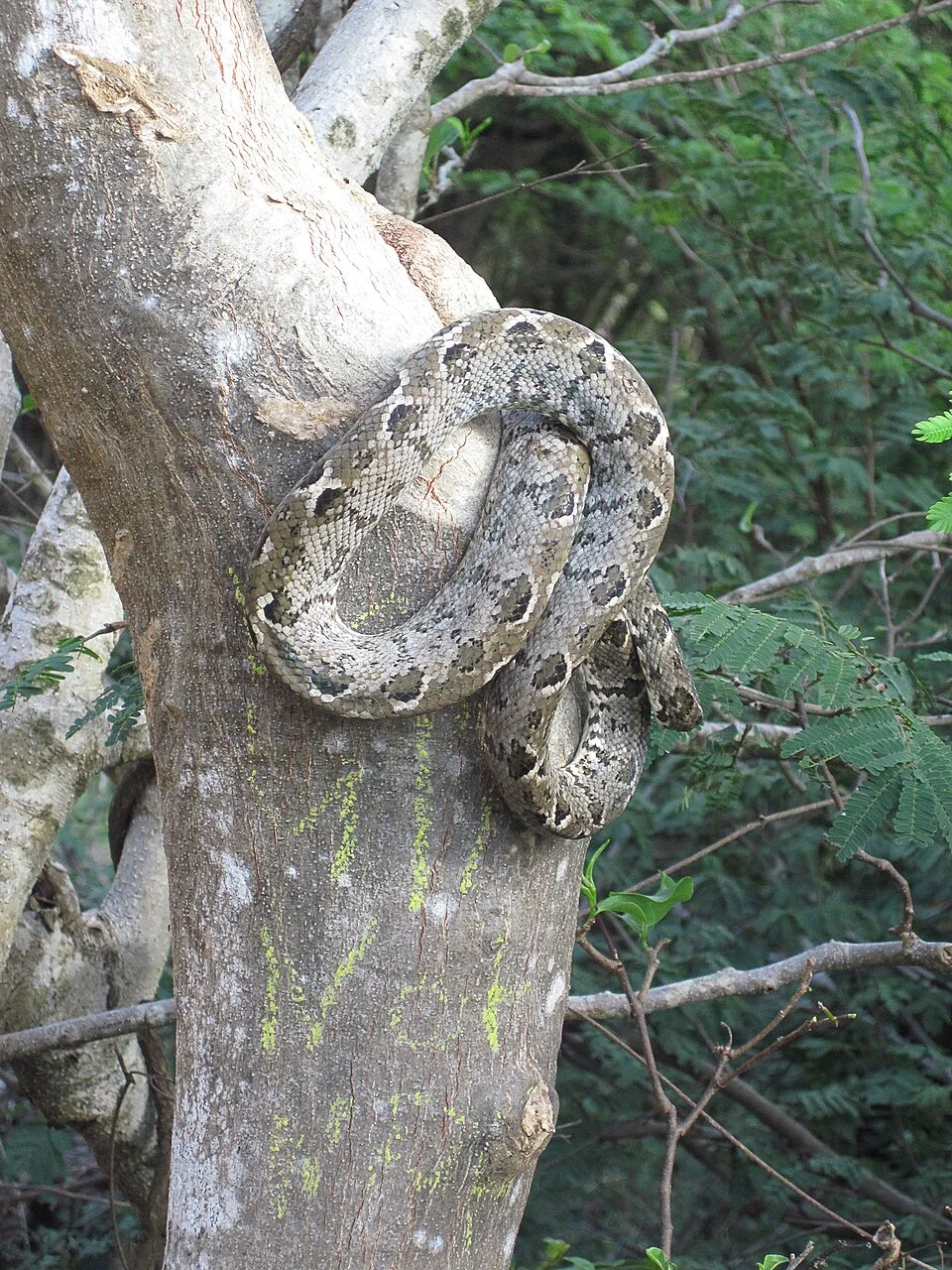 Corallus grenadensis (Grenada Bank Boa) by lallen