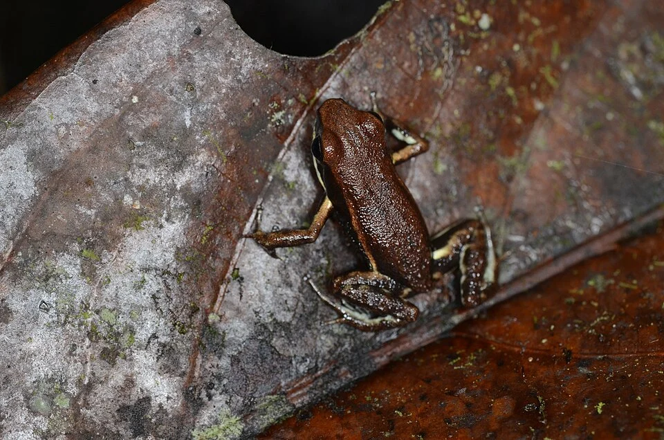 Photo of Marbled Poison Frog (Epipedobates boulengeri) uploaded from iNaturalist.