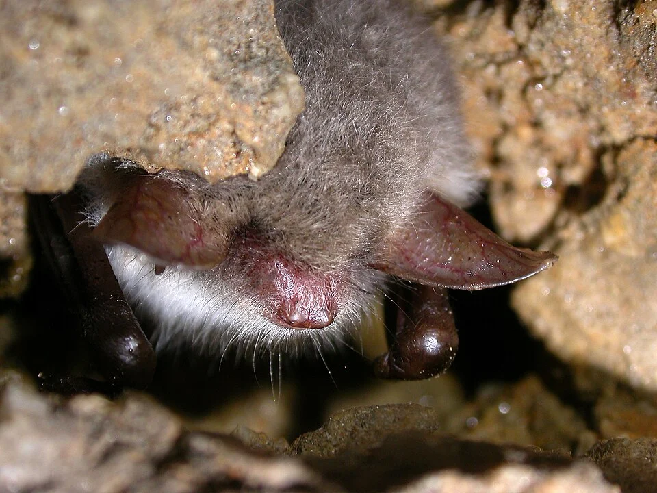 Myotis nattereri