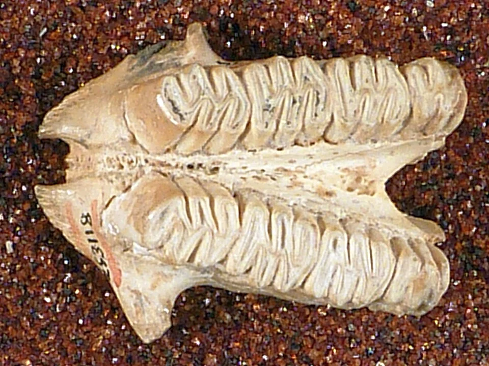 Collector
G. S. Miller
Geologic Age
Cenozoic - Quaternary
Record Last Modified
7 Oct 2019
Skeletal Morphology
Skull element, maxilla, T
Specimen Count
1
Collection Date
Mar 1925
USNM Number
PAL367230
Type Citation
Miller. 1929. Smithsonian Misc.Colln. 81 (n.9): 20-22, pl.3,f.1,1b.
Type Status
holotype
Place
Haiti
Published Name
Hexolobodon phenax Miller
See more items in
Paleogeneral
Types: Mammals Terrestrial
Mammalia Primary Type
Paleobiology
Taxonomy
Animalia Chordata Vertebrata Synapsida Mammalia Eutheria Gliriformes Rodentia Capromyidae
NMNH - Paleobiology Dept.
Record ID
nmnhpaleobiolog