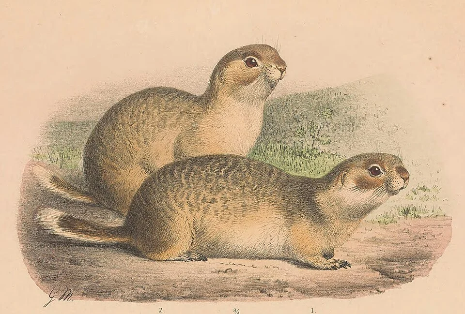 Spermophilus erythrogenys