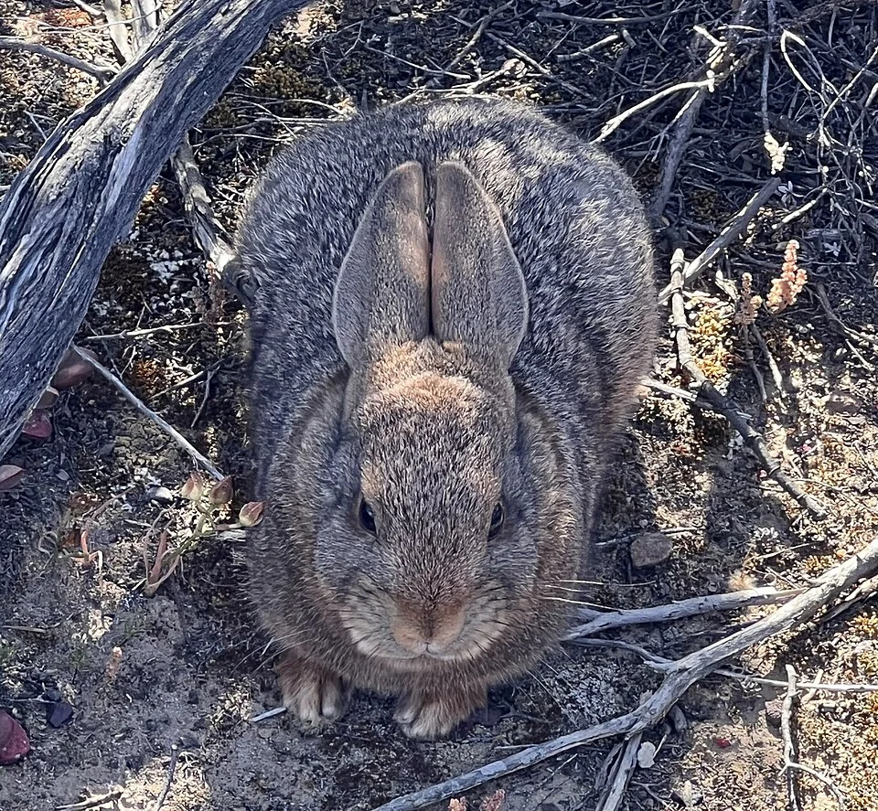 Hewitt's Red Rockhare (Pronolagus saundersiae) in South Africa