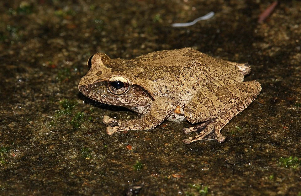 Pseudophilautus silus is an endemic species of frogs found in highlands of Sri Lanka