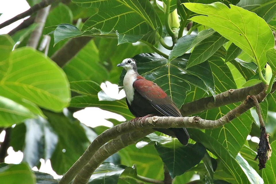 Caroline Islands Ground-Dove (Alopecoenas kubaryi) observed in 2019
