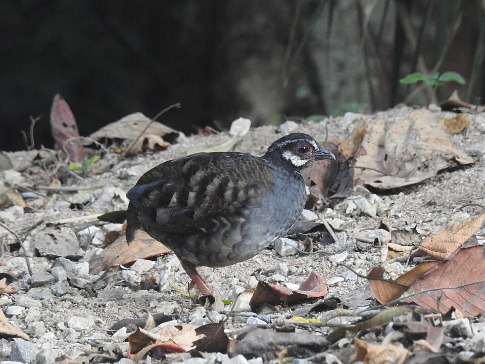 Malaysian or Campbell's partridge (Arborophila campbelli) in Fraser's Hill, Malaysia