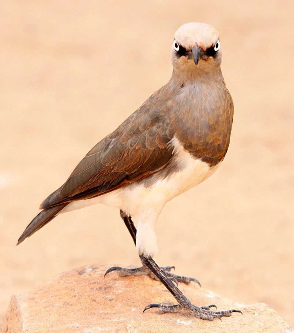 Fischer's Starling, Lamprotornis fischeri juvenil (formerly Spreo fischeri), photographed in Kenya