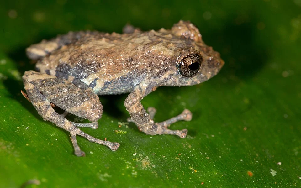 Diadem Rain Frog (Pristimantis diadematus). Species of amphibian.