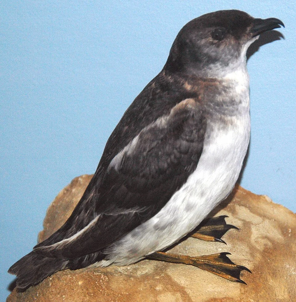 Pelecanoides georgicus Murphy & Harper, 1916 - South Georgian diving-petrel (mount, Field Museum of Natural History, Chicago, Illinois, USA).
Classification: Animalia, Chordata, Vertebrata, Aves, Procellariiformes, Pelecanoididae


Birds are small to large, warm-blooded, egg-laying, feathered, bipedal vertebrates capable of powered flight (although some are secondarily flightless).  Many scientists characterize birds as dinosaurs, but this is consequence of the physical structure of evolutionary diagrams.  Birds aren’t dinosaurs.  They’re birds.  The logic & rationale that some use to justify 